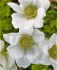 ANEMONE POPPY ANEMONE CORONARIA THE BRIDE 67 CM. 50 P.BAG