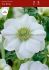 ANEMONE POPPY ANEMONE CORONARIA THE BRIDE 67 CM. 50 P.BAG