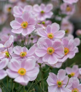 ANEMONE (WINDFLOWER) HUPEHENSIS  ‘PRAECOX‘  I (25 P.BAG)