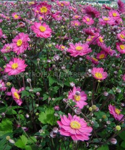 ANEMONE (WINDFLOWER) HUPEHENSIS ‘PRINZ HEINRICH‘ I (25 P.BAG)