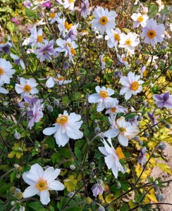 ANEMONE (WINDFLOWER) HYBRID ‘RUFFLED SWAN‘ I (25 P.BAG)