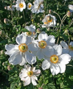 ANEMONE (WINDFLOWER) X HYBRIDA ‘HONORINE JOBERT‘ I (25 P.BAG)