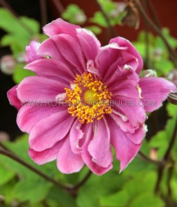 ANEMONE (WINDFLOWER) X HYBRIDA ‘PAMINA‘ I (25 P.BAG)