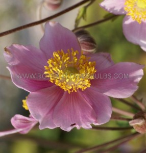 ANEMONE (WINDFLOWER) TOMENTOSA ‘ROBUSTISSIMA‘ I (25 P.BAG)