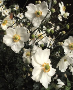 ANEMONE (WINDFLOWER) X HYBRIDA ‘ANDREA ATKINSON‘ I (25 P.BAG)