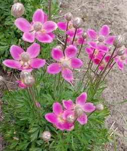 ANEMONE (WINDFLOWER) X HYBRIDA ‘SPRING BEAUTY PINK‘ I (25 P.BAG)