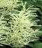 ARUNCUS GOATS BEARD SPP. GUINEA FOWL I 25 P.BAG