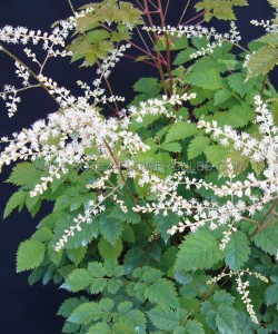 ARUNCUS (GOATS BEARD) HYBRID ‘MISTY LACE‘ I (25 P.BAG)