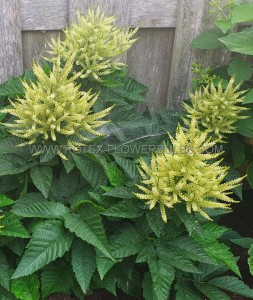 ARUNCUS (GOATS BEARD) HYBRID ‘SPARKLES‘ I (25 P.BAG)