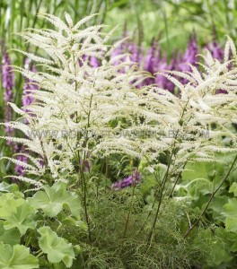 ARUNCUS (GOATS BEARD) SPP. ‘SILVER FILIGREE‘ I (25 P.BAG)