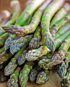 ASPARAGUS ‘JERSEY GIANT‘ 2YR - AS131 (48 P.VAR.)