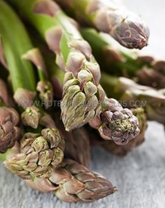 ASPARAGUS ‘JERSEY KNIGHT‘ 2YR - AS141 (48 P.VAR.)