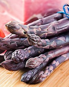 ASPARAGUS ‘PURPLE PASSION‘ 2YR - AS151 (48 P.VAR.)