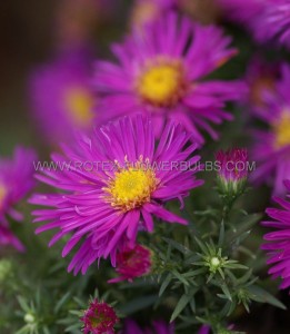 ASTER (BUSHY ASTER) DUMOSUS ‘ALICE HASLAM‘ I (25 P.BAG)