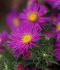 ASTER BUSHY ASTER DUMOSUS ALICE HASLAM I 25 P.BAG