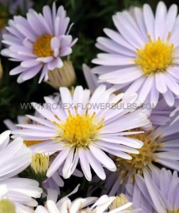 ASTER (BUSHY ASTER) DUMOSUS ‘APOLLO‘ I (25 P.BAG)