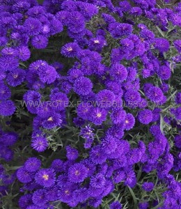 ASTER (BUSHY ASTER) DUMOSUS ‘MIDNIGHT SKY‘ I (25 P.BAG)