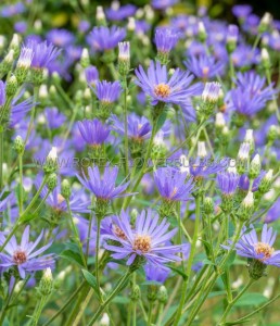 ASTER (FALL ASTER) MACROPHYLLUS ‘TWILIGHT‘ I (25 P.BAG)