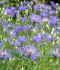 ASTER FALL ASTER MACROPHYLLUS TWILIGHT I 25 P.BAG