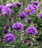 ASTER NEW ENGLAND ASTER NOVAE-ANGLIAE PURPLE DOME I 25 P.BAG