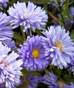 ASTER (NEW YORK ASTER) NOVI-BELGII ‘MARIE BALLARD‘ I (25 P.BAG)