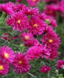 ASTER (NEW YORK ASTER) NOVI-BELGII ‘ROYAL RUBY‘ I (25 P.BAG)