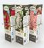 ASTILBE ASSORTMENT 1-2 EYE - AB800 25 CARDBOARD SLEEVES X 1