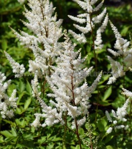 ASTILBE (FALSE SPIREA) ARENDSII ‘BRAUTSCHLEIER‘ 2/3 EYE (25 P.BAG)