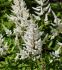 ASTILBE FALSE SPIREA ARENDSII BRAUTSCHLEIER 23 EYE 25 P.BAG