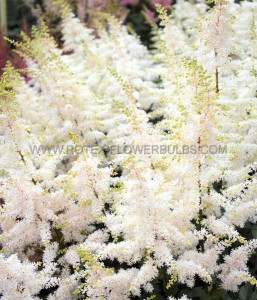 ASTILBE (FALSE SPIREA) ARENDSII ‘CLOSE HARMONY‘ 2/3 EYE (25 P.BAG)