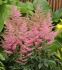 ASTILBE FALSE SPIREA ARENDSII COUNTRY AND WESTERN 23 EYE 25 P.BAG