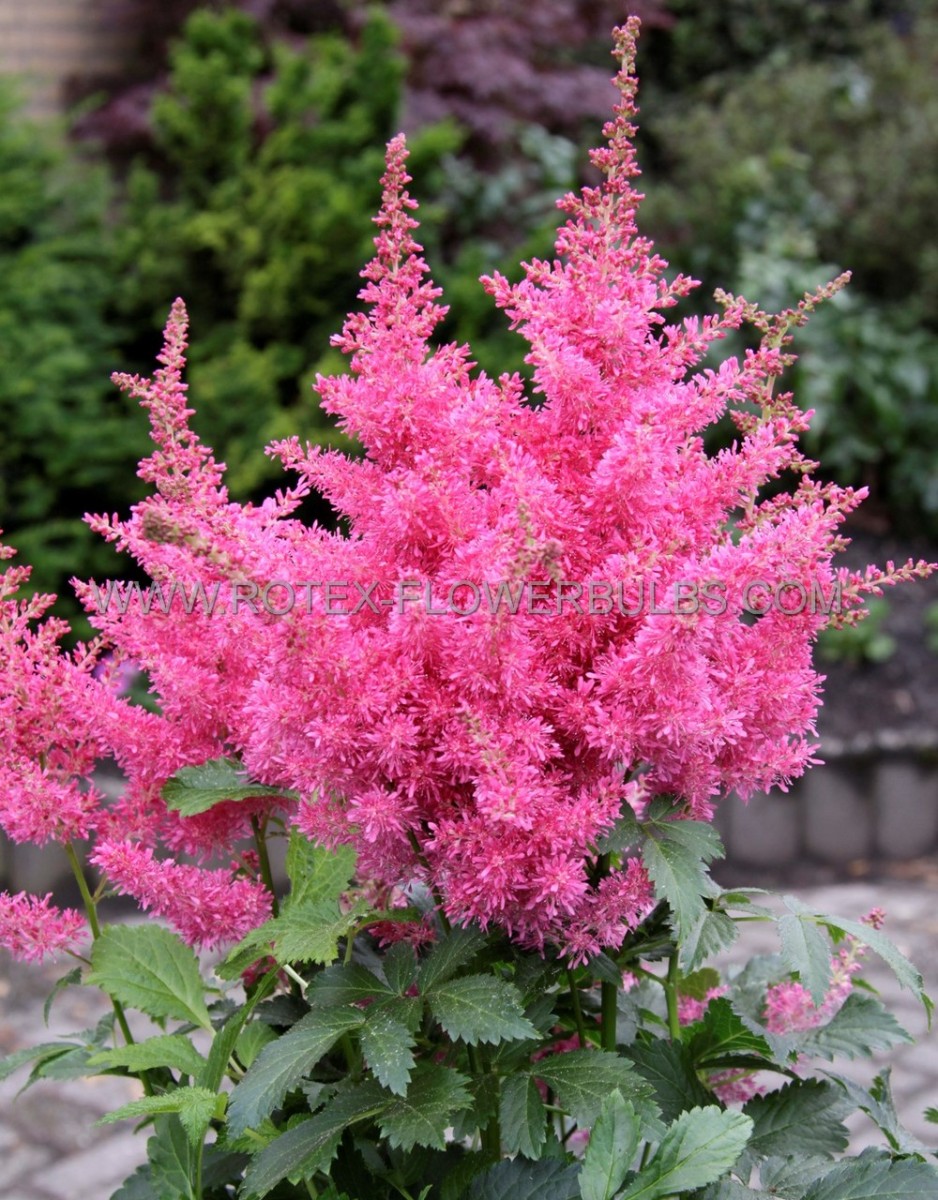 ASTILBE (FALSE SPIREA) ARENDSII ‘DRUM AND BASS‘ 2/3 EYE (25 P.BAG)