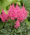 ASTILBE FALSE SPIREA ARENDSII DRUM AND BASS 23 EYE 25 P.BAG