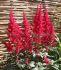 ASTILBE FALSE SPIREA ARENDSII FANAL 23 EYE 25 P.BAG