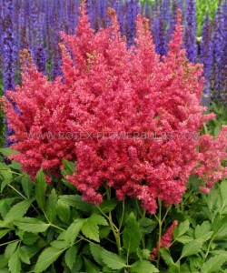 ASTILBE (FALSE SPIREA) ARENDSII ‘FIREBERRY‘ 2/3 EYE (25 P.BAG)