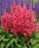 ASTILBE FALSE SPIREA ARENDSII FIREBERRY 23 EYE 25 P.BAG