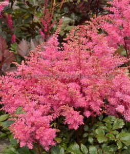 ASTILBE (FALSE SPIREA) ARENDSII ‘FREYA‘ 2/3 EYE (25 P.BAG)