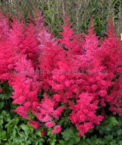 ASTILBE (FALSE SPIREA) ARENDSII ‘HEAVY METAL‘ 2/3 EYE (25 P.BAG)