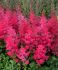 ASTILBE FALSE SPIREA ARENDSII HEAVY METAL 23 EYE 25 P.BAG