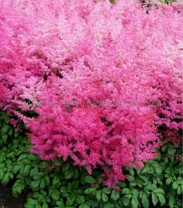 ASTILBE (FALSE SPIREA) ARENDSII ‘JUMP AND JIVE‘ 2/3 EYE (25 P.BAG)