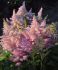 ASTILBE FALSE SPIREA ARENDSII LOVELY DAY 23 EYE 25 P.BAG