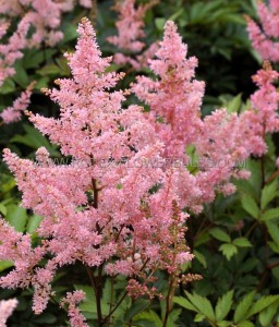 ASTILBE (FALSE SPIREA) ARENDSII ‘NEW WAVE‘ 2/3 EYE (25 P.BAG)