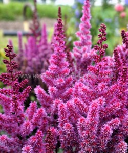 ASTILBE (FALSE SPIREA) ARENDSII ‘PURPLE RAIN‘ 2/3 EYE (25 P.BAG)