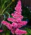 ASTILBE FALSE SPIREA ARENDSII RASPBERRY 23 EYE 25 P.BAG