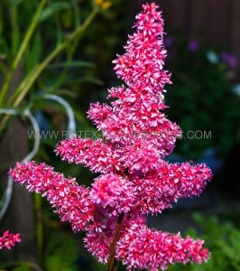 ASTILBE (FALSE SPIREA) ARENDSII ‘RASPBERRY‘ 2/3 EYE (25 P.BAG)