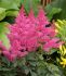 ASTILBE FALSE SPIREA ARENDSII RHYTHM AND BLUES 23 EYE 25 P.BAG