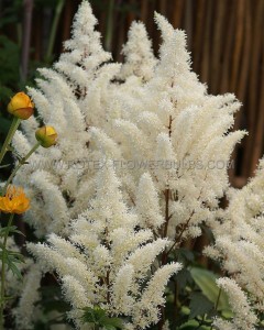 ASTILBE (FALSE SPIREA) ARENDSII ‘ROCK AND ROLL‘ 2/3 EYE (25 P.BAG)