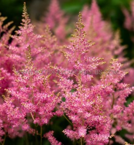 ASTILBE (FALSE SPIREA) ARENDSII ‘SMILE AT ME‘ 2/3 EYE (25 P.BAG)