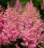 ASTILBE FALSE SPIREA ARENDSII SMILE AT ME 23 EYE 25 P.BAG