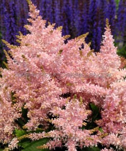 ASTILBE (FALSE SPIREA) ARENDSII ‘SUGARBERRY‘ 2/3 EYE (25 P.BAG)